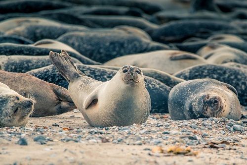 Fanø Veranstaltungen 2020: Seehundsafari